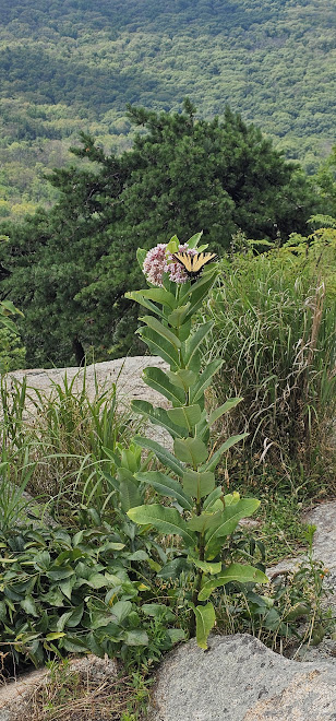Bear Mountain, NY - 07/06