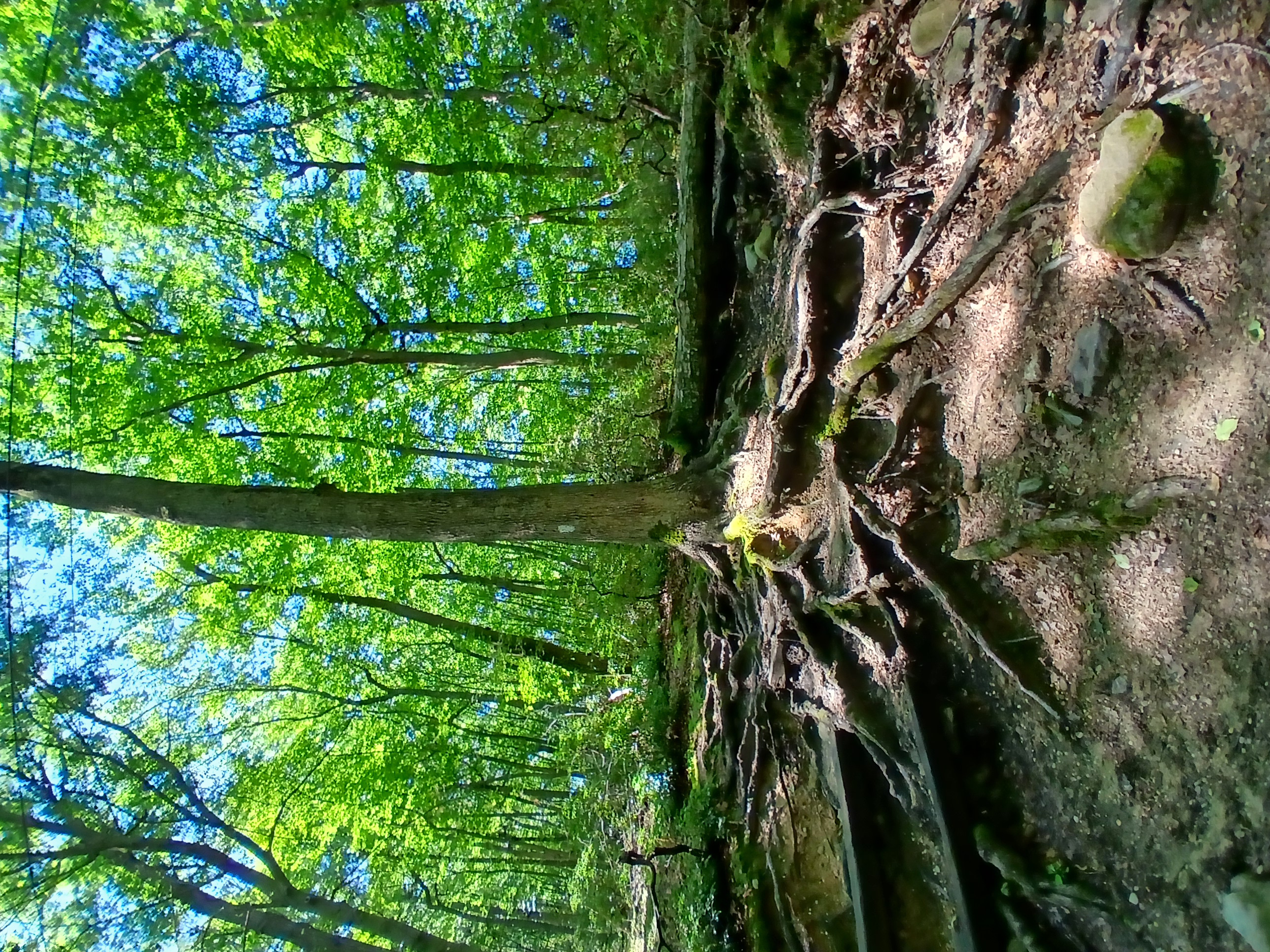 Cold Spring Harbor, NY - 06/15