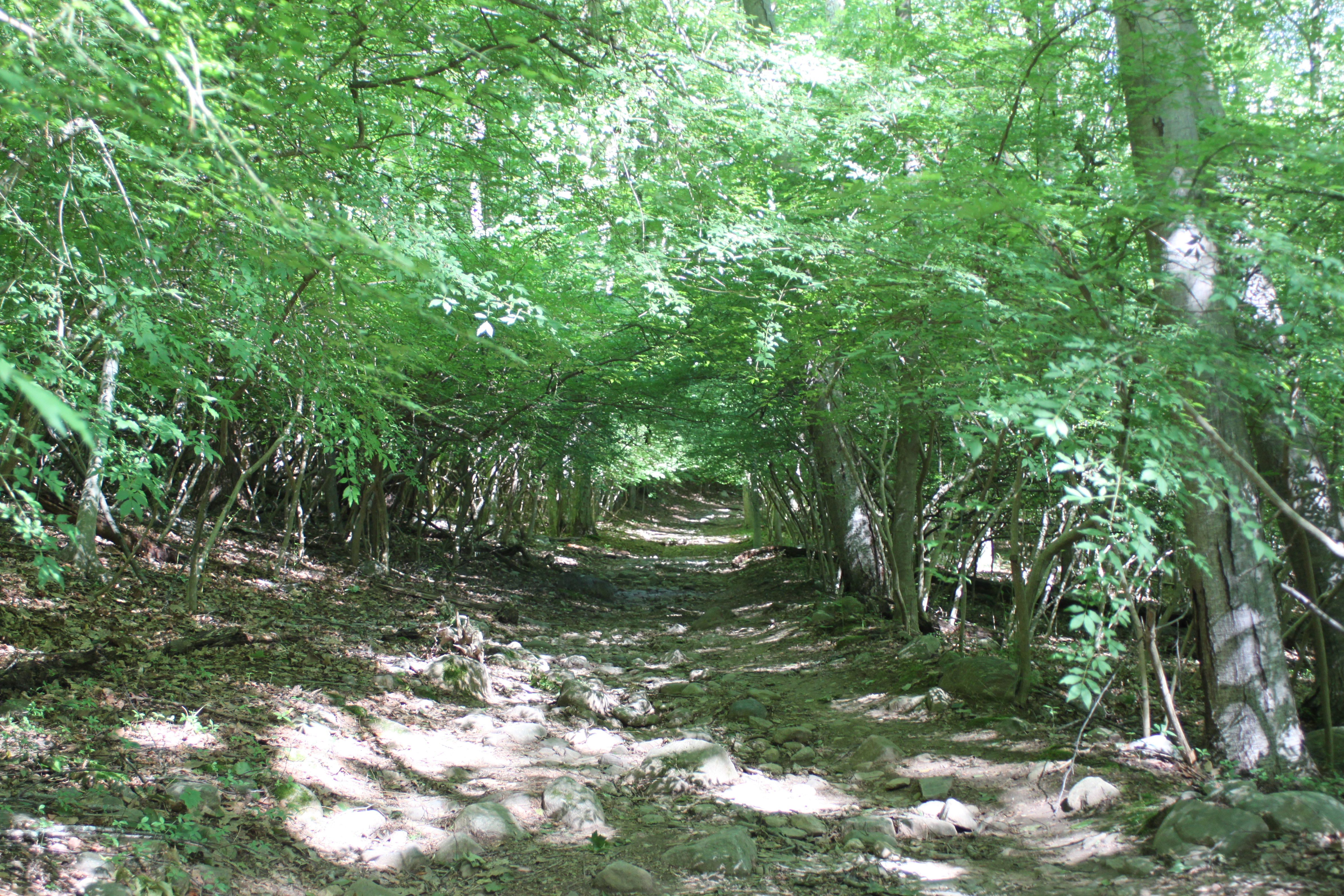 Ramapo Valley, NJ - 06/28